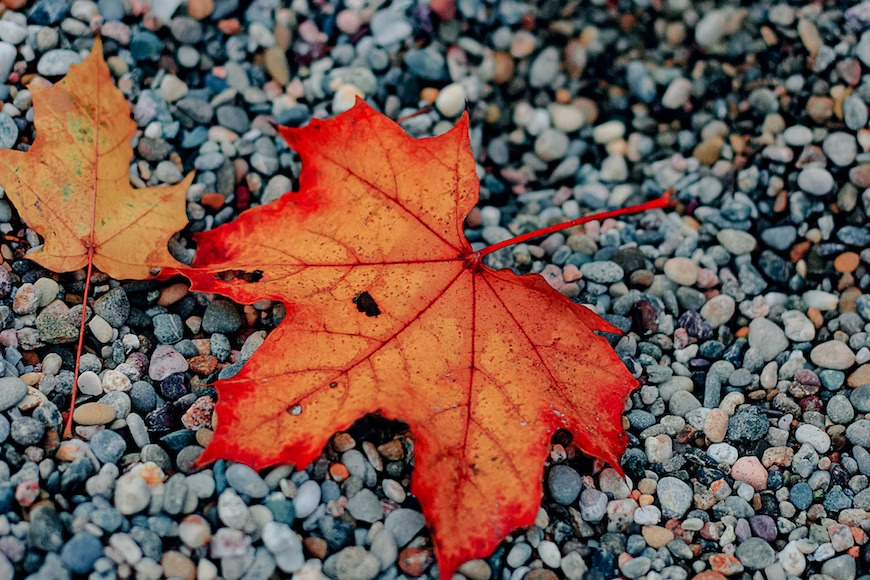 a red leaf on the ground